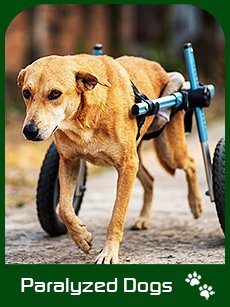 The Paralyzed Dogs