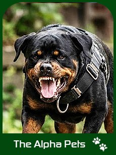 The Aggressive Dogs