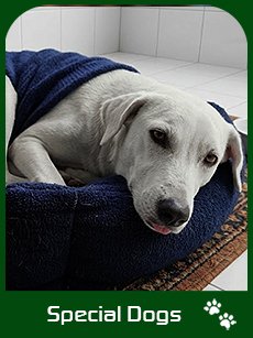 The Special Need Dogs