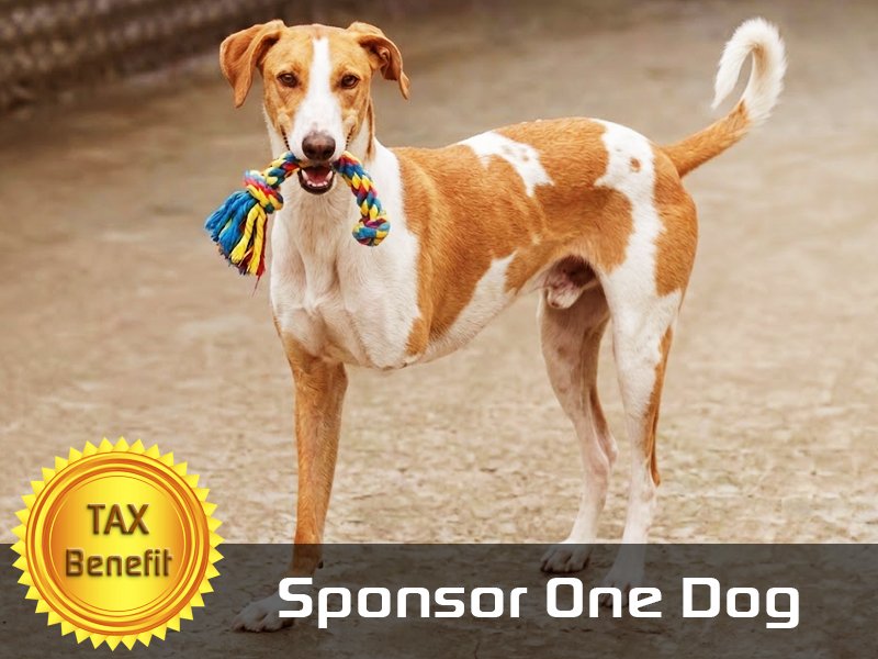 Adopt Virtually One Pet